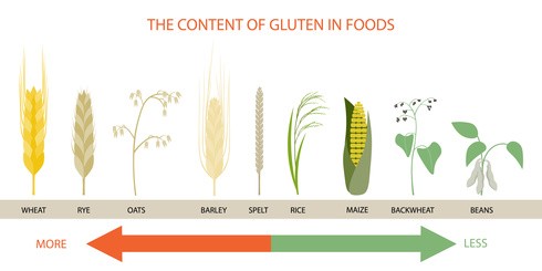 Die Menge von Gluten in Getreide & Korn auf einer Skala. In Weizen ist zum Beispiel sehr viel drin, in Bohnen eher wenig.